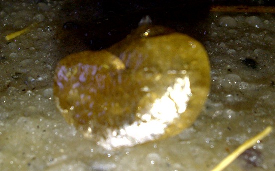 23.93ct Large rough on the grease of the recovery unit