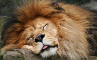Young Lion Taking a Break