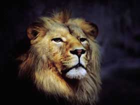 Young Lions ready for year ahead